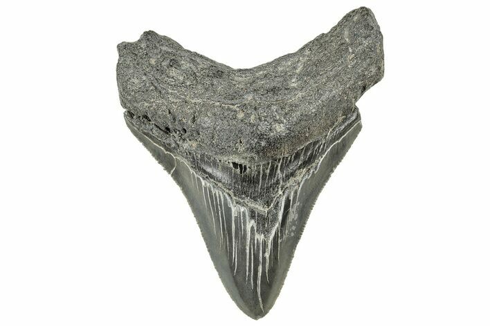 Serrated, Fossil Megalodon Tooth - South Carolina #326396